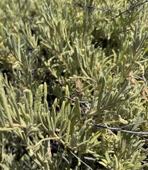Guichenotia ledifolia, photograph (c) Caleb Catto, some rights reserved (CC BY)