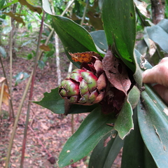 Costus laevis