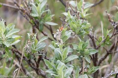 Salix richardsonii