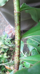 Costus laevis