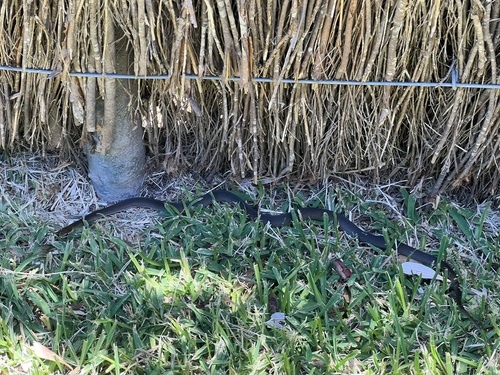 Marsh Snake sighting