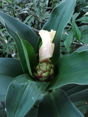 Costus laevis