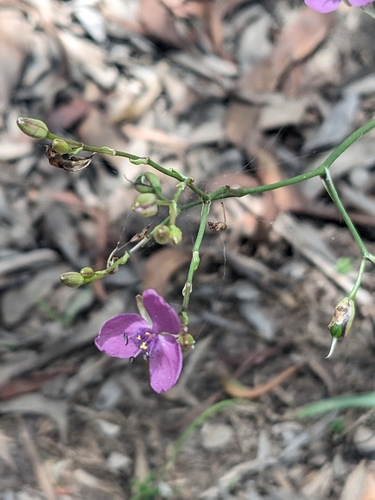 Murdannia graminea (Murdannia graminea)