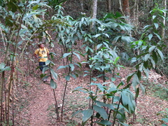 Costus laevis
