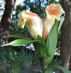 Costus laevis