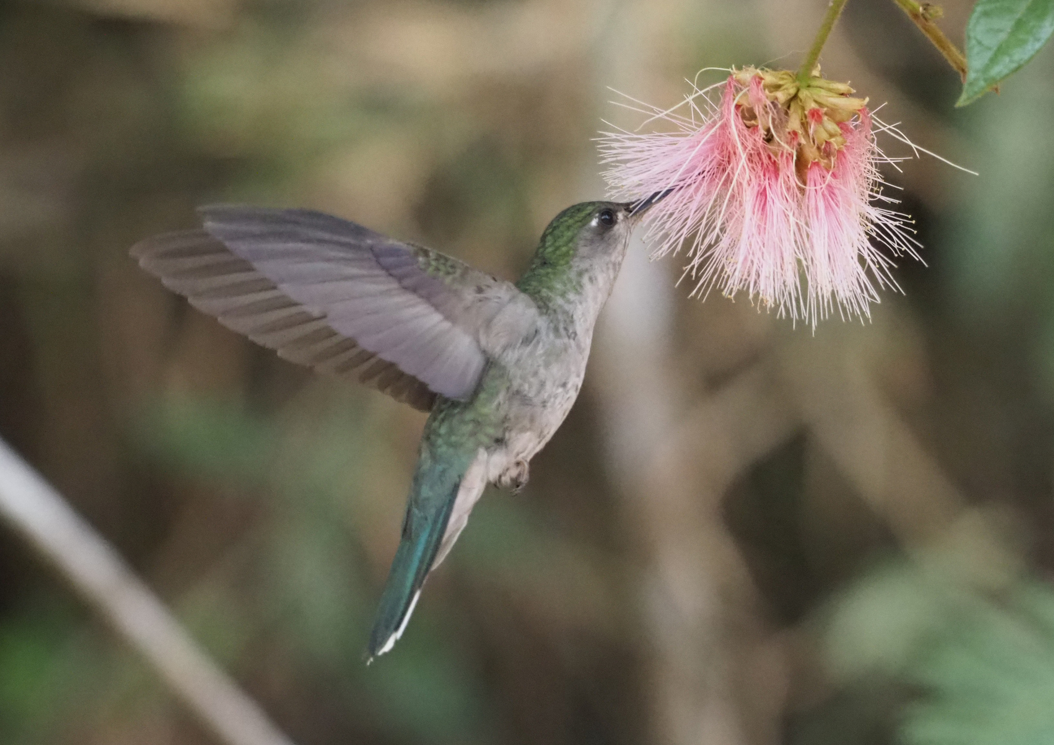 Diamantina Sabrewing illustration