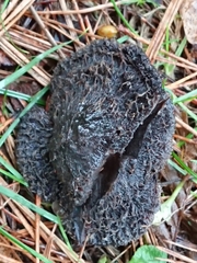 Lepista fibrosissima