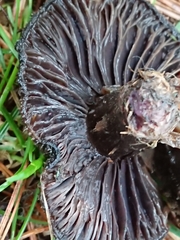 Lepista fibrosissima