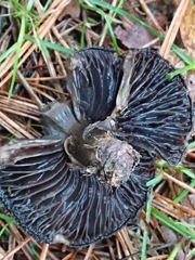 Lepista fibrosissima