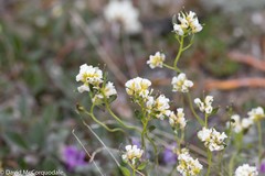 Draba glabella
