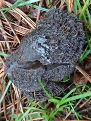 Lepista fibrosissima