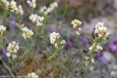 Draba glabella