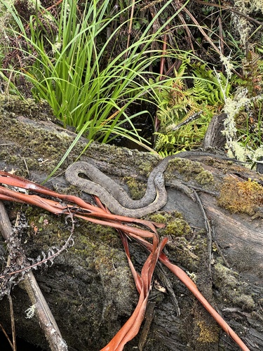 Tiger Snake sighting