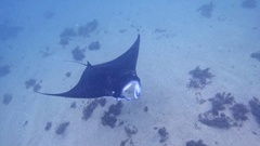 Manta Ray