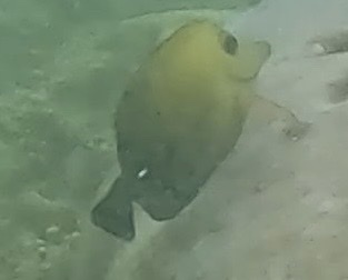 Brown Tang — seen at this dive site