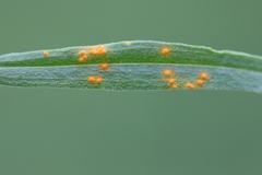 Coleosporium