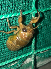 Graptopsaltria nigrofuscata