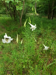 Lilium philippinense