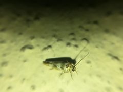 Scythris trivinctella