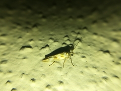 Scythris trivinctella