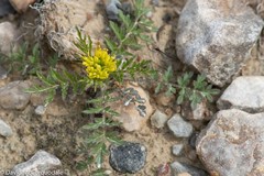 Descurainia sophioides