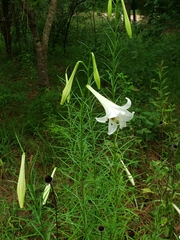 Lilium philippinense