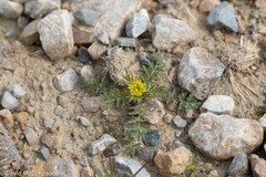 Descurainia sophioides