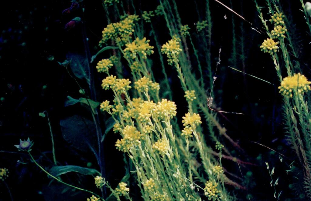 Sedum forsterianum Sm. 2