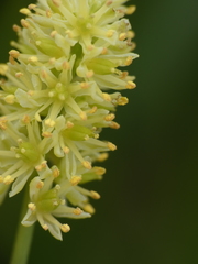 Tofieldia calyculata