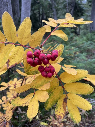Western mountain ash (Sorbus sitchensis)