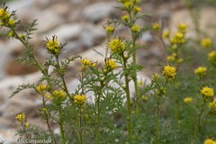 Descurainia sophioides