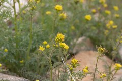 Descurainia sophioides