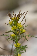 Descurainia sophioides