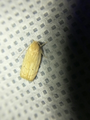 Antaeotricha haesitans