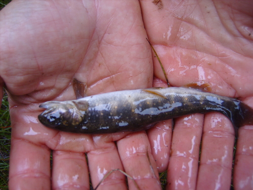 Salvelinus malma
