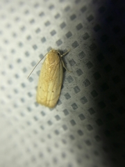 Antaeotricha haesitans