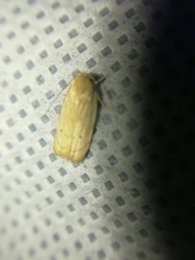 Antaeotricha haesitans