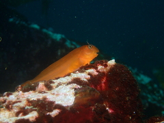 Giant Green Blenny photo 4
