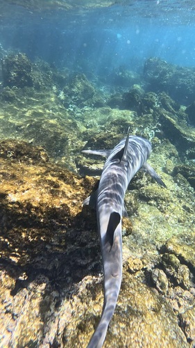 Blunthead shark (Triaenodon obesus) — Carcharhinidae — 3