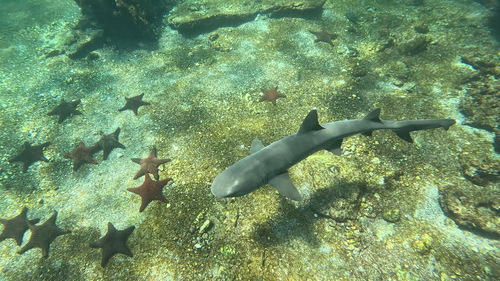 Blunthead shark (Triaenodon obesus) — Carcharhinidae — 2