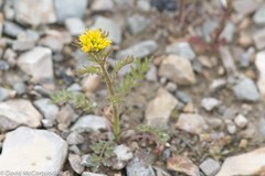 Descurainia sophioides