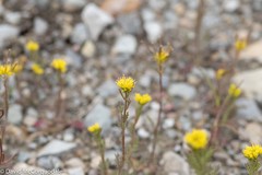 Descurainia sophioides