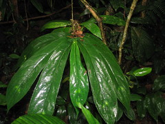 Columnea kalbreyeriana
