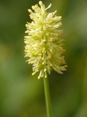 Tofieldia calyculata