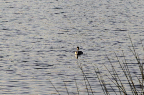 iNaturalist observation photo of Western Grebe