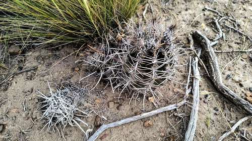 Austrocactus bertinii, photograph 4