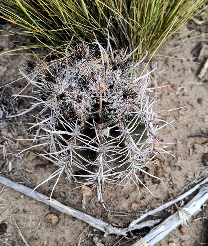 Austrocactus bertinii, photograph 5