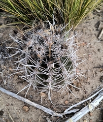 Austrocactus bertinii, photograph (c) Carlos Otávio Gussoni, some rights reserved (CC BY)