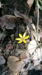 Triteleia ixioides ixioides