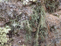 Usnea subscabrosa
